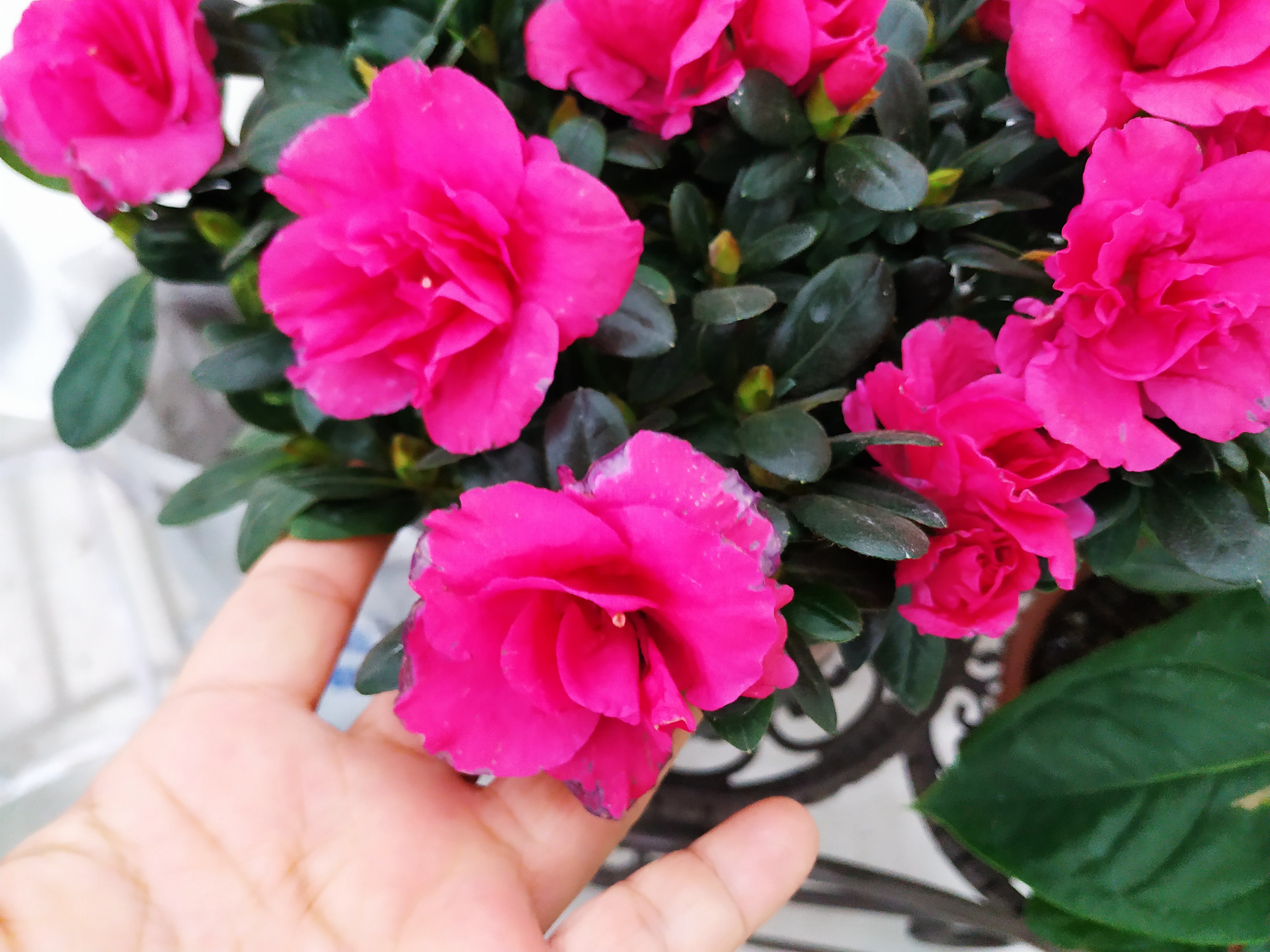 杜鹃花养护方法有毒吗,杜鹃花怎样保养不开花