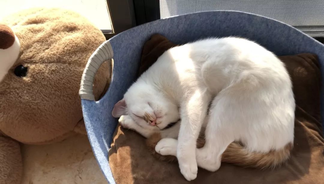 猫咪黑下巴红霉素和凡士林用多少,猫咪总是流棕色眼泪还有点黑下巴