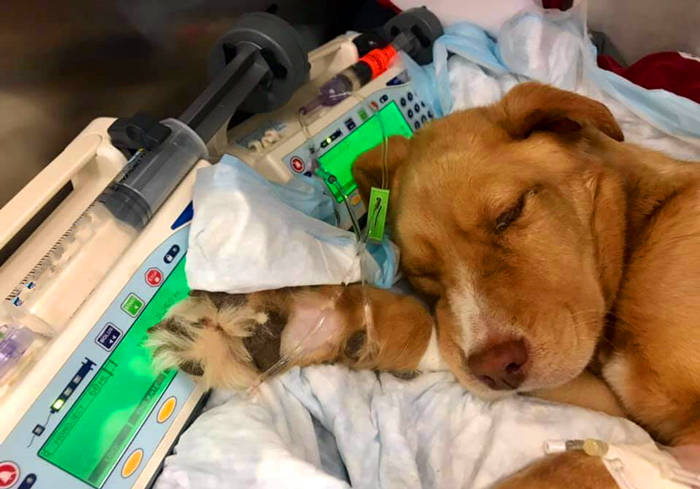 狗狗贫血缺钙怎么补最好,狗狗贫血严重除了输血还能怎么办