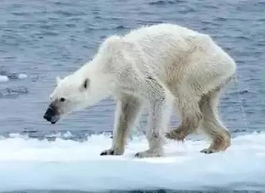 多地暴雨、全球变暖，自杀的企鹅却在为我们买单