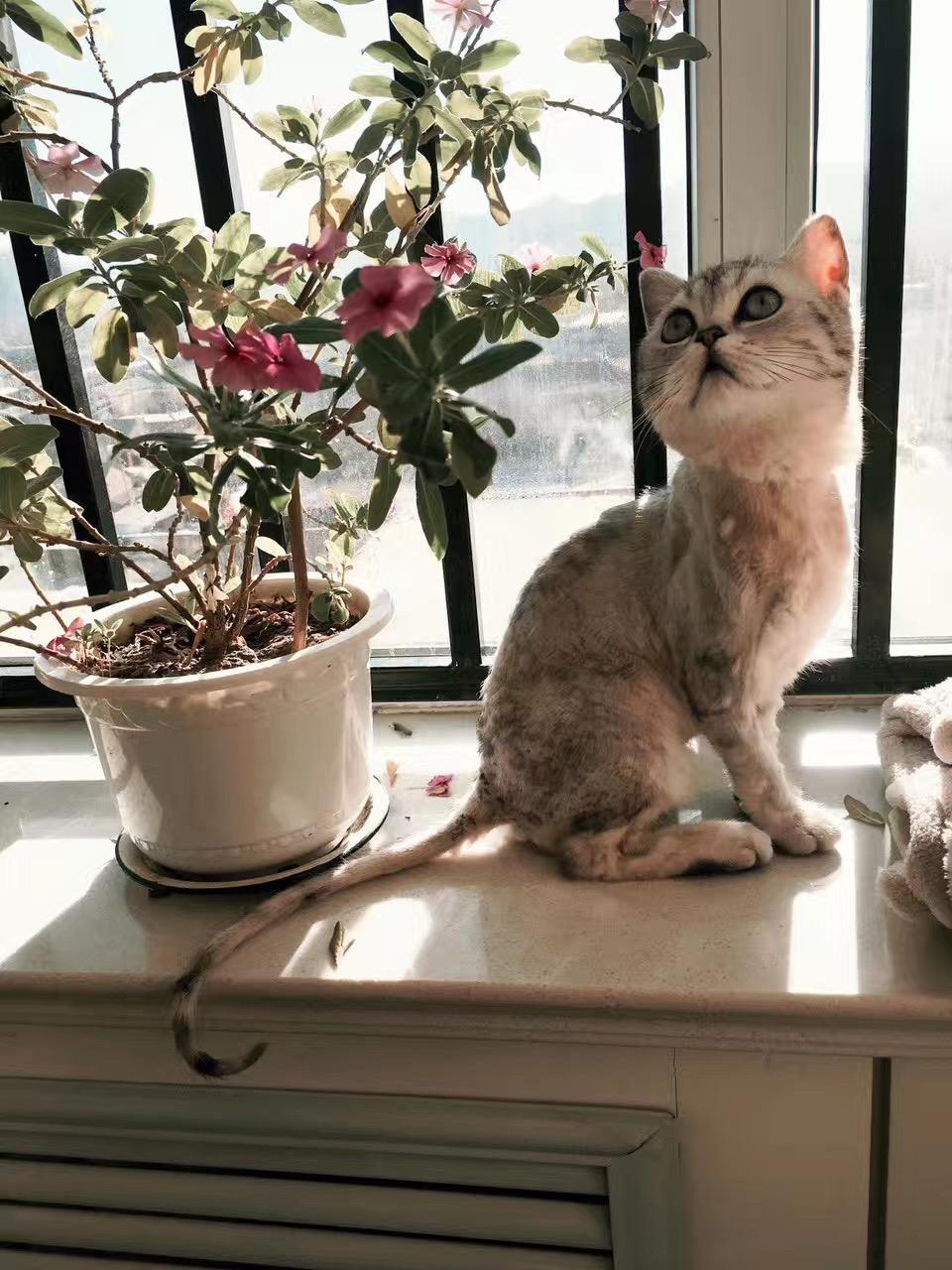 详解治疗猫癣的六大步骤,猫咪得了猫癣怎么治疗好得快