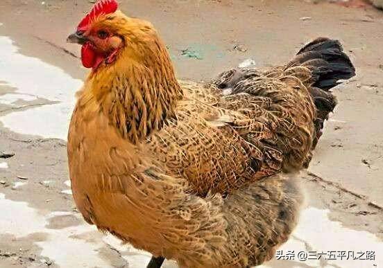 为什么说鸡是千日虫,鸡是千日虫