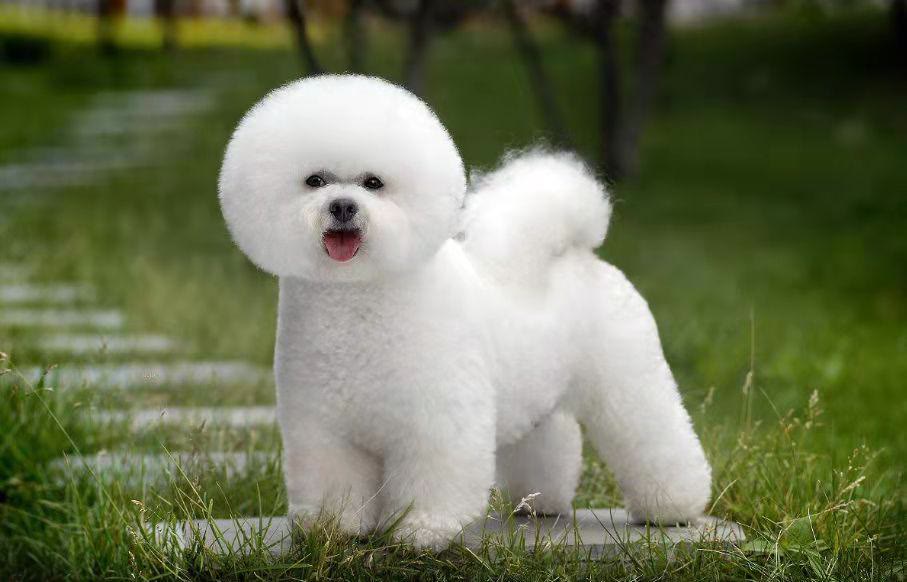 比熊吐狗粮什么原因,比熊总吐