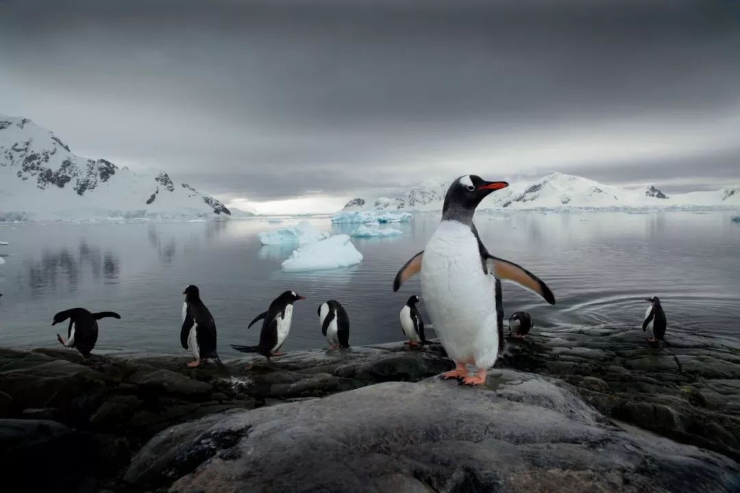 去南极能走出这个世界吗,为什么现在都要去南极