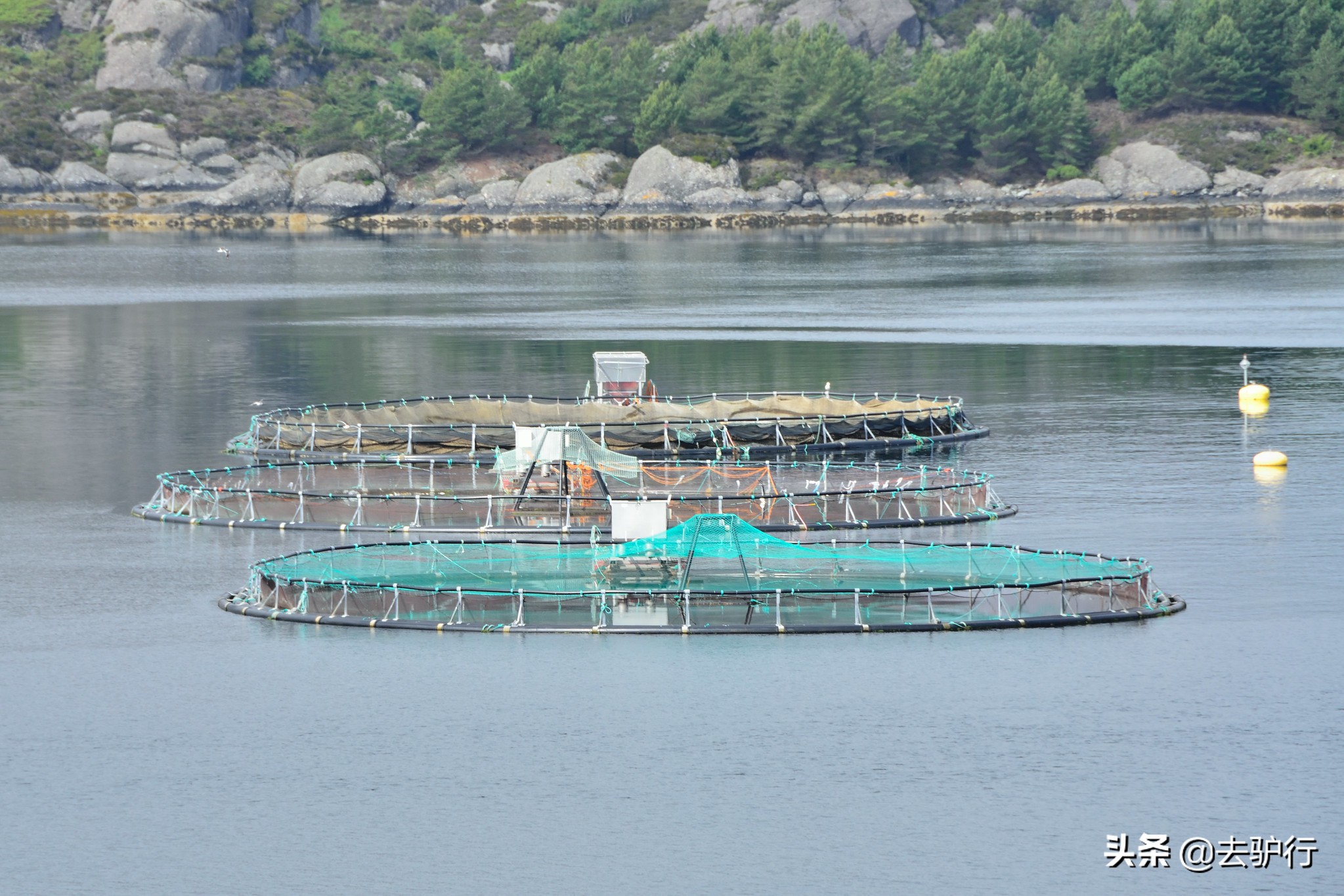 挪威三文鱼大规模养殖,挪威三文鱼养殖一年赚多少钱
