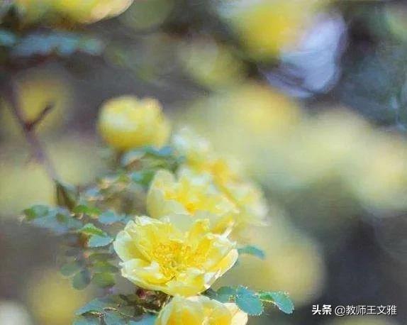 【花洲文学】王金荣|初夏