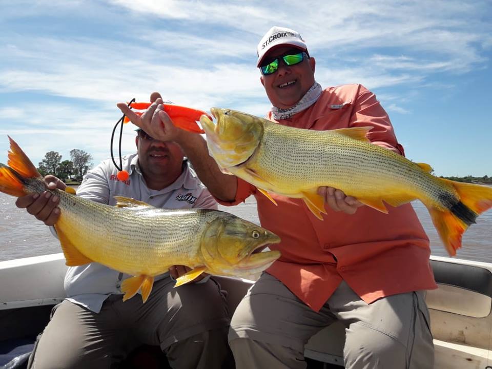 27公分的黄金河虎,黄金河虎凶猛吗