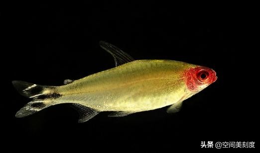 水中精灵鱼儿戏水,水中精灵鱼缸