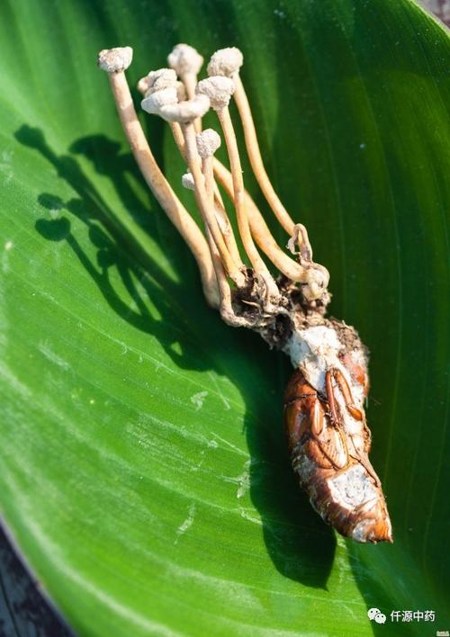 金蝉花中药怎么食用,药食同源话蝉花