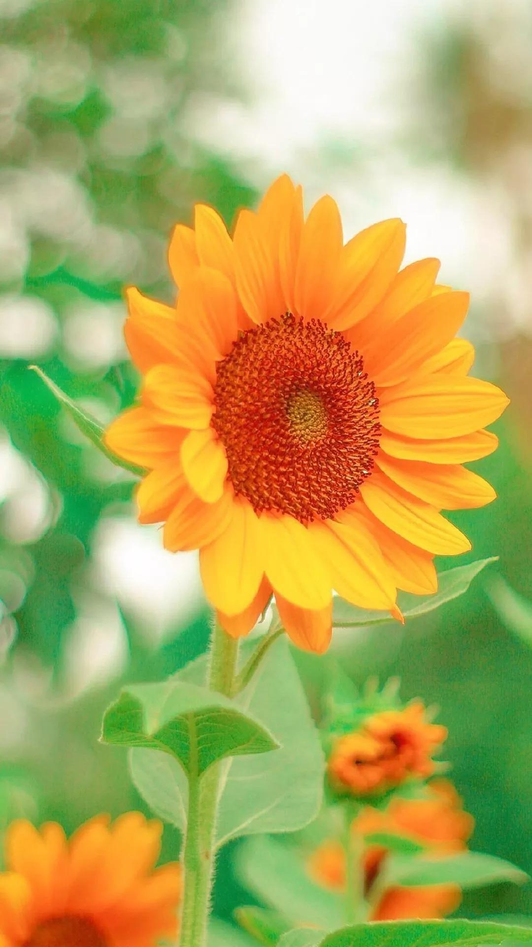 什么颜色的壁纸保护眼睛,保护眼睛的绿色壁纸唯美高清