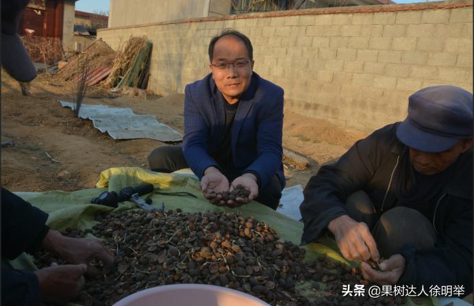 桃树种子播种繁殖的还需要嫁接吗,六月嫁接春季栽的小桃树可以吗