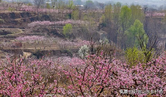 济南春季赏花自驾,济南踏青赏花新模式