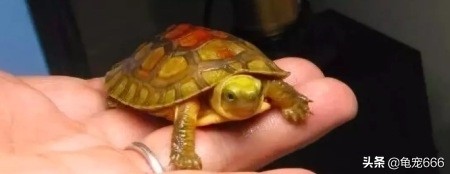 新入缸的龟趴缸怎么办,新龟入缸的操作