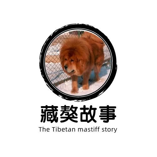 藏獒故事2015,藏獒与羊的故事