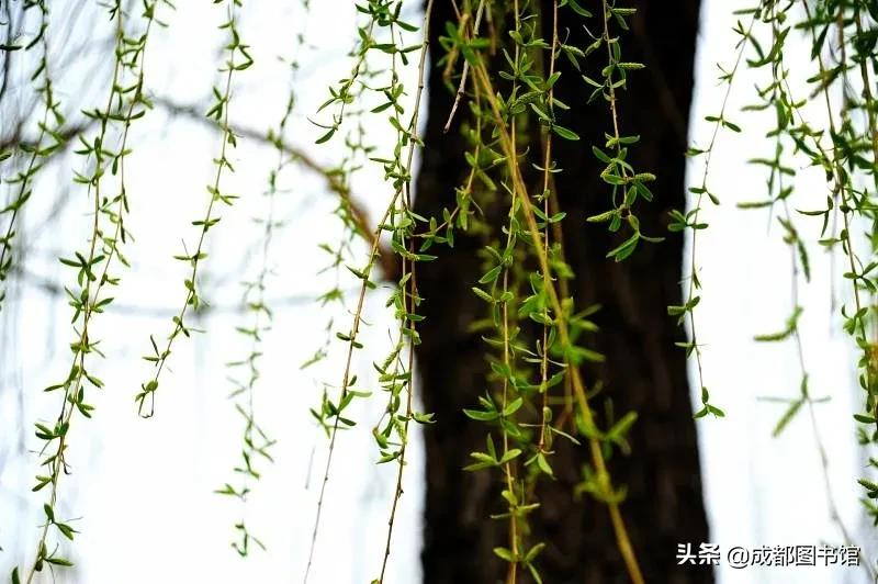 成图4月品牌活动到！快来赴一场*光春**之约