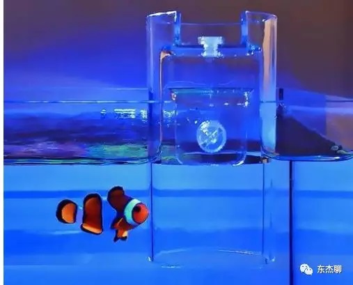 海缸nps好养吗,海缸新刚入缸老是挤在一起