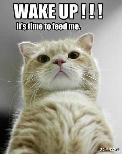 猫咪跟鸡一样咕咕叫,猫咪跟平时叫的声音不一样