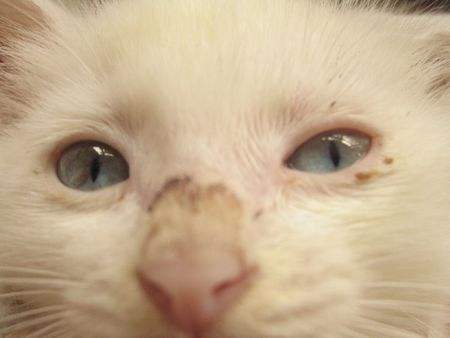 猫癣怎么才能治好,猫癣如何治疗才彻底治愈