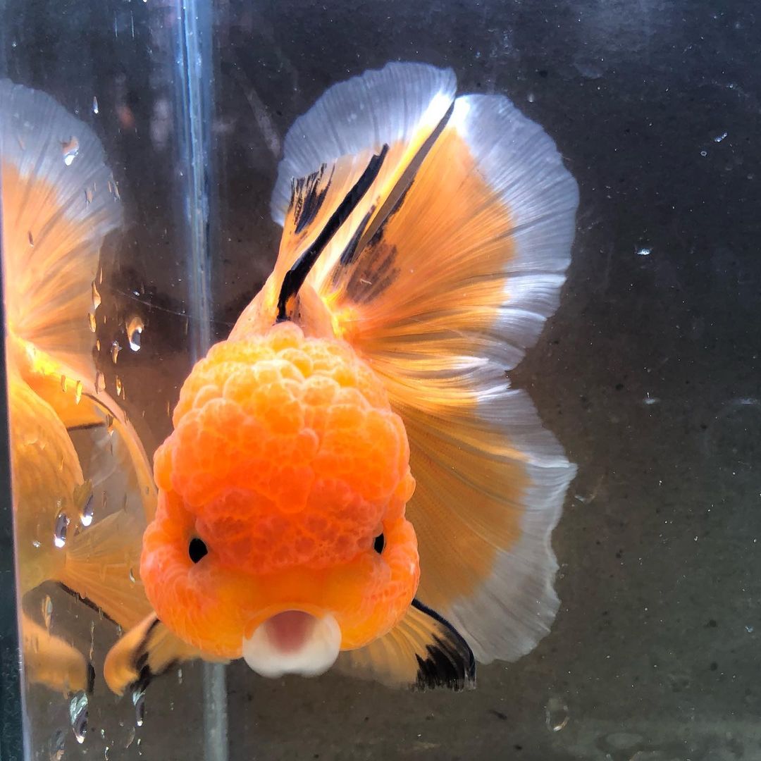 鹤顶红金鱼不建议新手养,金鱼怎么养才能更好