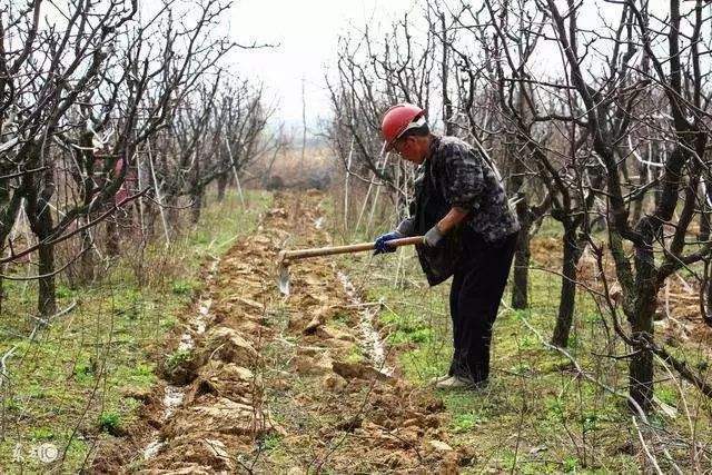 白根黄根黑根怎么治,草莓白根黄根黑根