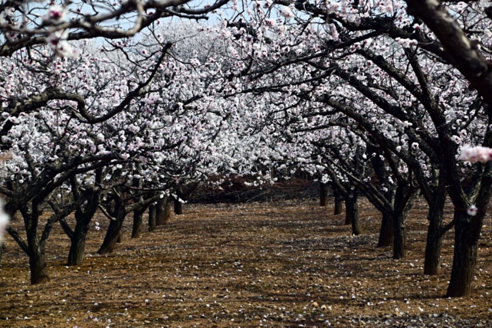 漂亮的杏花在枝头绽放,杏花盛开姹紫嫣红春意盎然