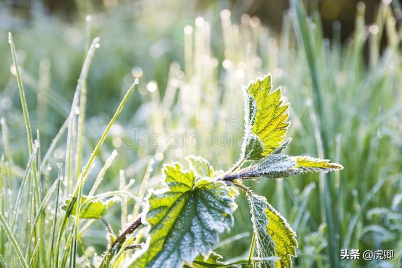 大猩猩夺王位,大猩猩继承王位
