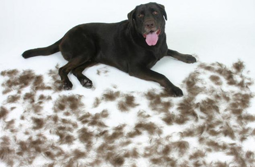 拉布拉多犬吃什么狗粮比较好,拉布拉多犬狗粮一次喂多少