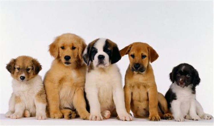 狗妈妈生了几天为什么总刨地,狗妈妈生了小狗要注意什么