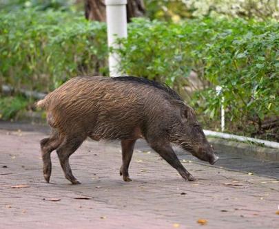 在香港生活需注意的细节,在香港要注意的事