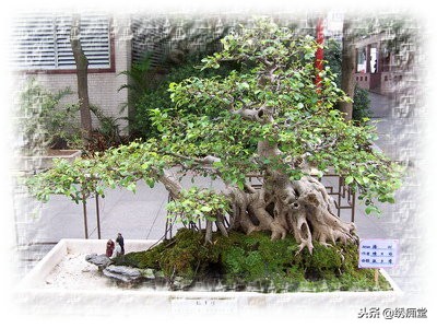 丛林式盆景欣赏,盆景欣赏及制作