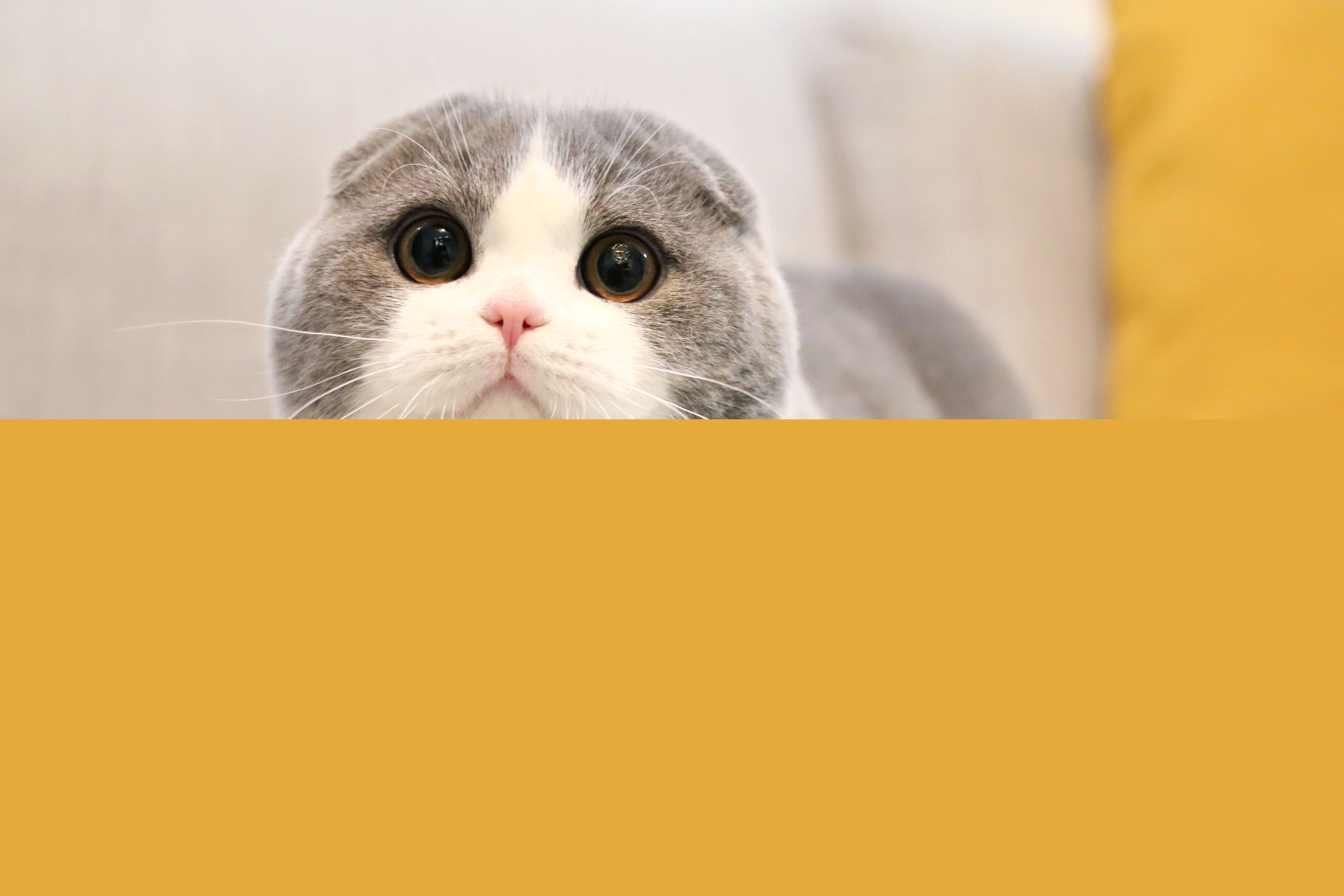 猫咪怕生怎么养熟,成年猫咪出门胆子小怎么纠正