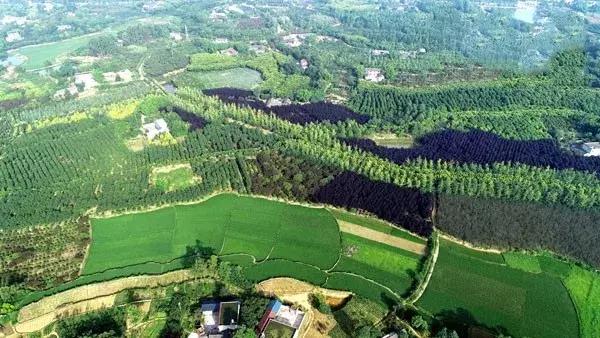 全球启动！仁寿城市发展再升级，牛牛牛！