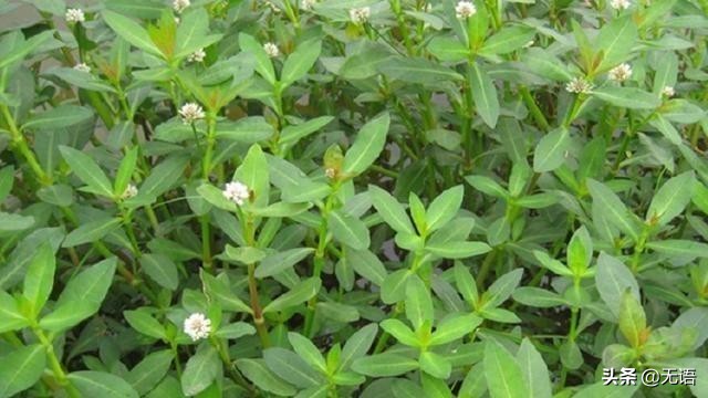 茎像“空心菜”花像“莲花”，农村到处可见，却很少人知其用途