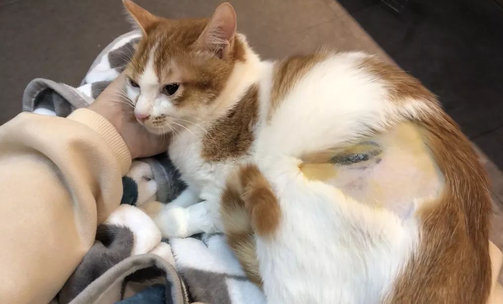 绝育针对狗有危害吗,绝育对猫猫残忍吗