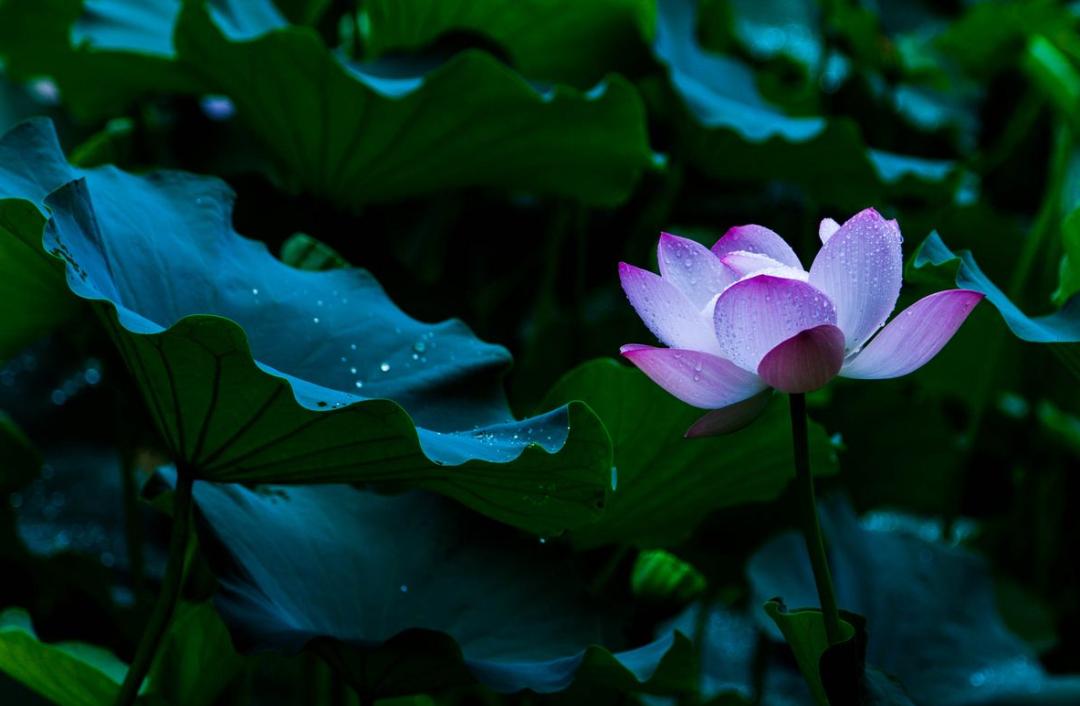 夏雨诗词作品欣赏,带有夏雨两字的诗词