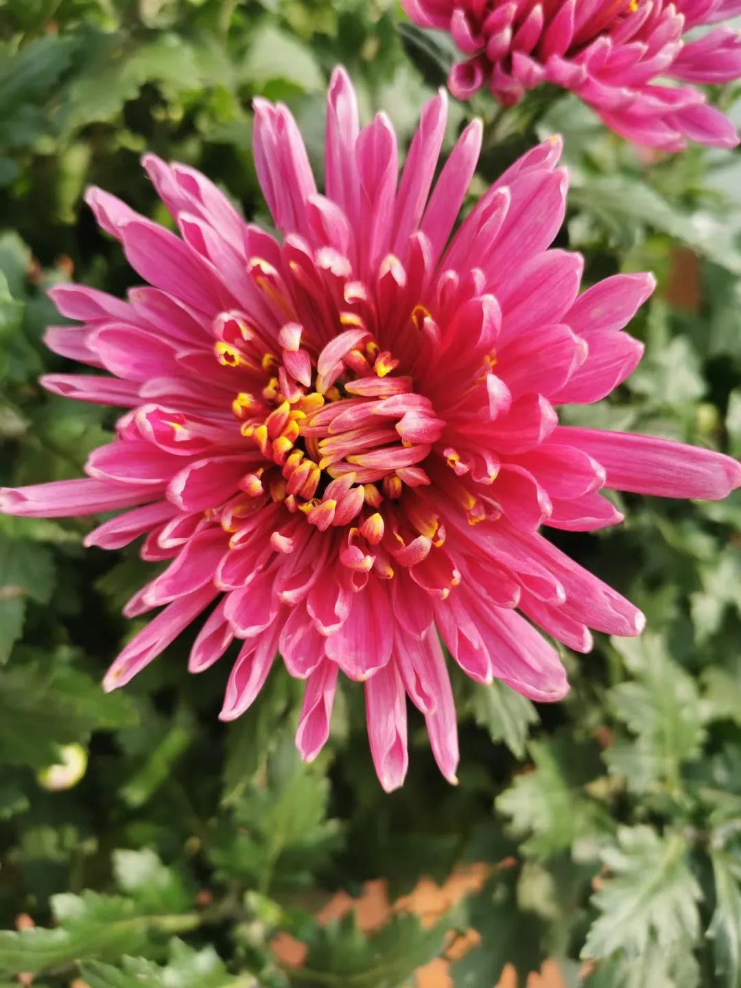 济宁蓼河公园郁金香,济宁洸府河公园花开了