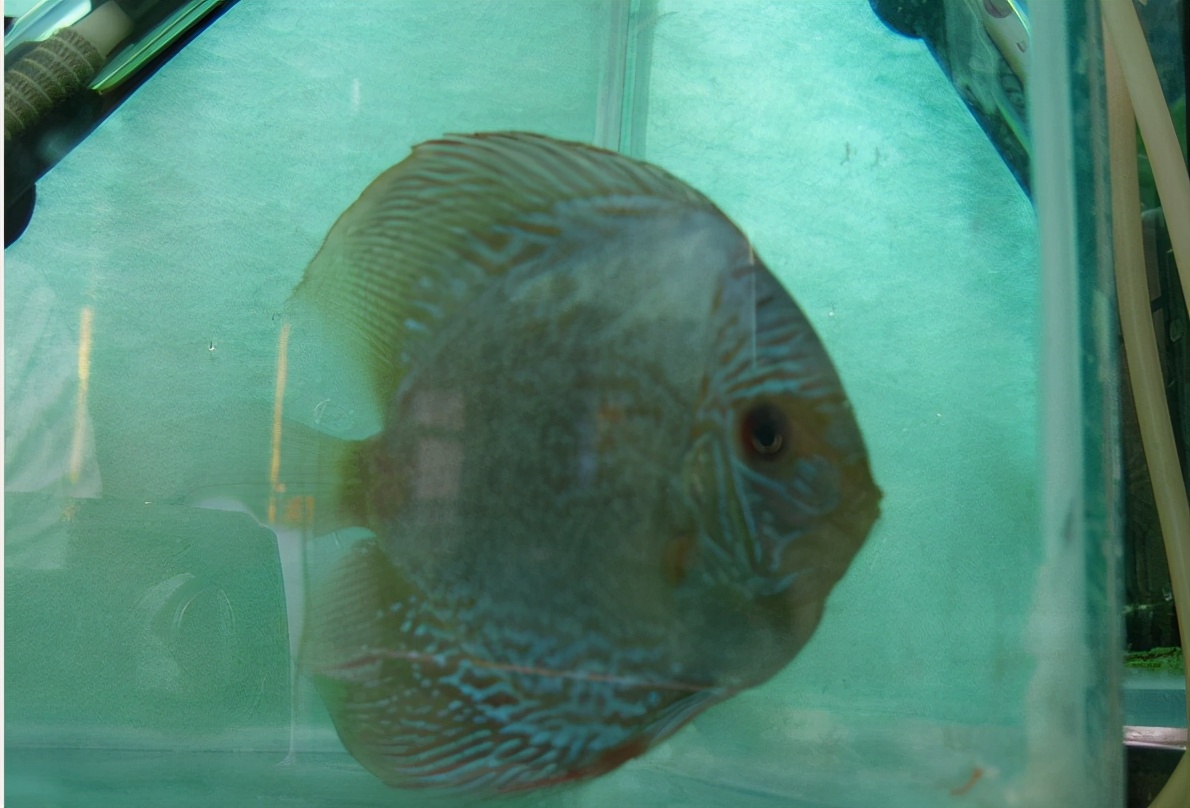 治疗鱼肠炎效果最好的药,什么鱼药治疗肠炎腹水