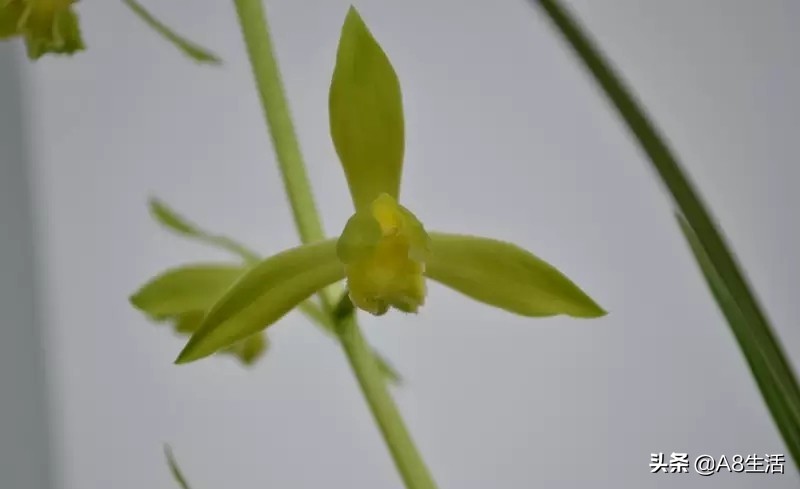 兰花蕙兰十大名品,蕙兰名品大全欣赏