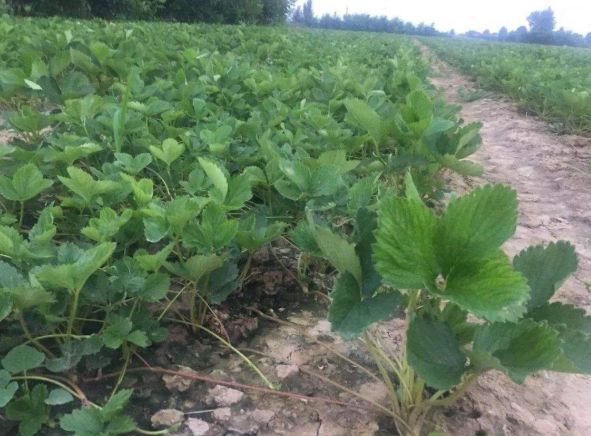 草莓开春控旺的正确方法,草莓控旺过头怎么促长
