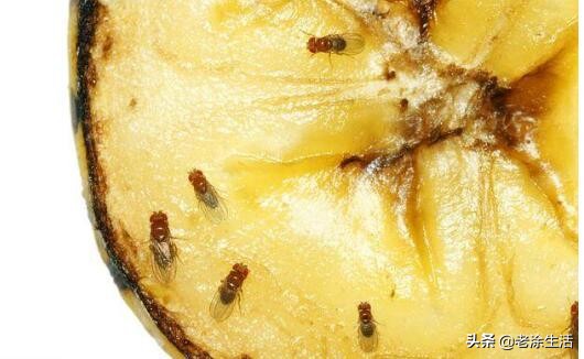 夏天到了苍蝇多怎么消灭,苍蝇太多怎么消灭蝇虫