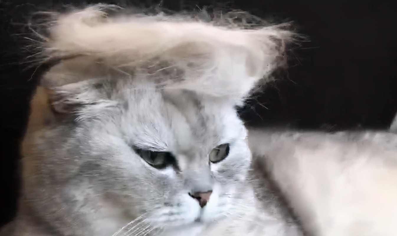 新手养猫必看省钱攻略,新手小白养猫看过来超详细攻略