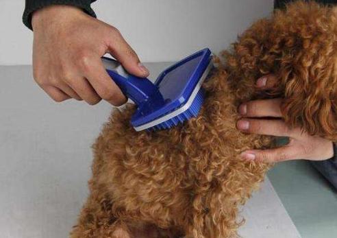 泰迪犬串串毛摸着粗糙是像土狗吗,泰迪犬毛色越来越浅怎么办