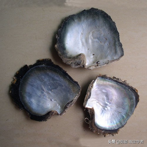 珍珠的贝壳妈妈,珍珠的妈妈叫什么