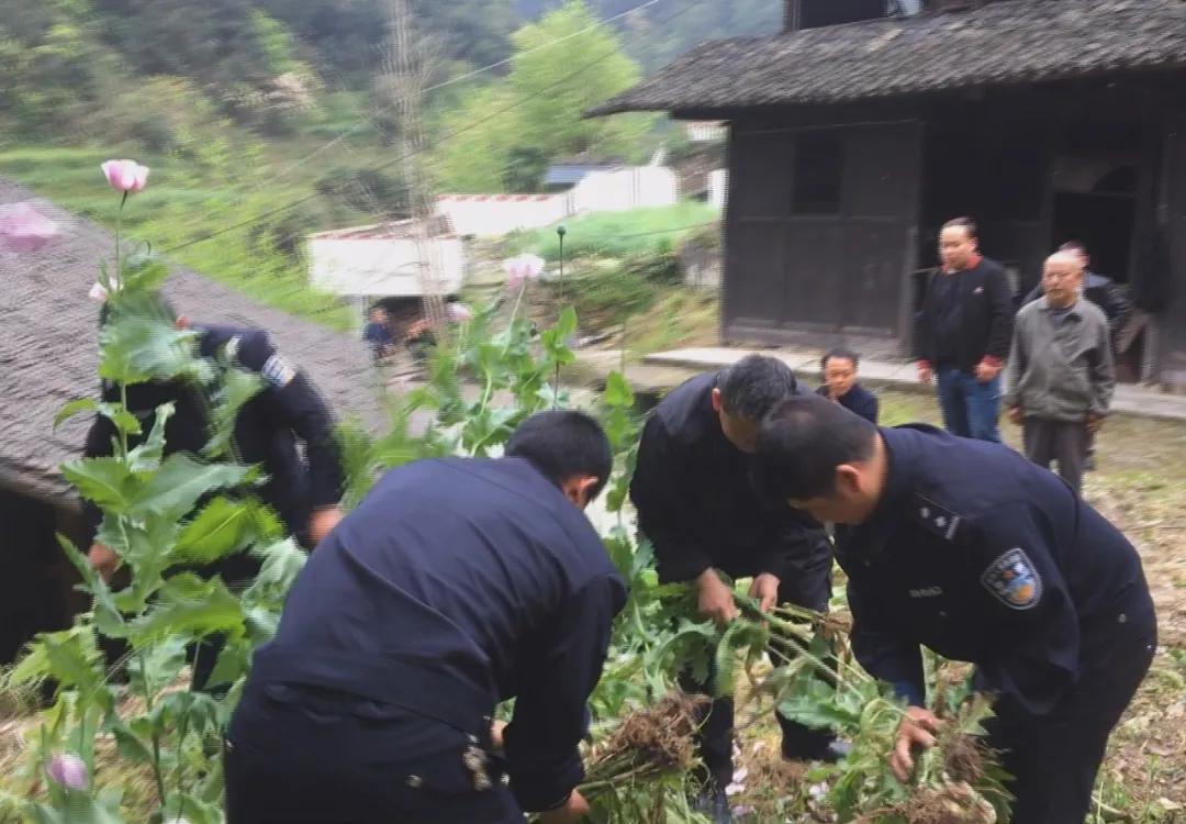 误听“*粟罂**”可治病被惩处懊悔不已