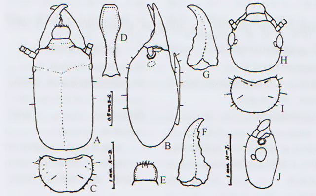 什么是甘肃陇南树兵白蚂蚁?