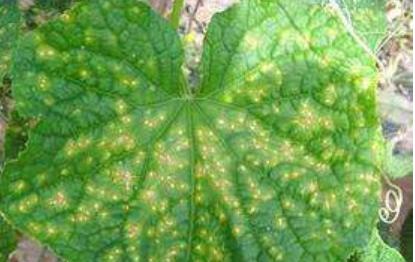 黄瓜怎样施肥才能丰产,最丰产的黄瓜品种