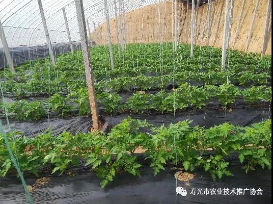 番茄花打顶补救方法,西红柿打顶花怎么处理