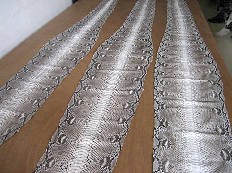 蟒蛇准备偷鸡吃被发现,巨大蟒蛇偷鸡被抓