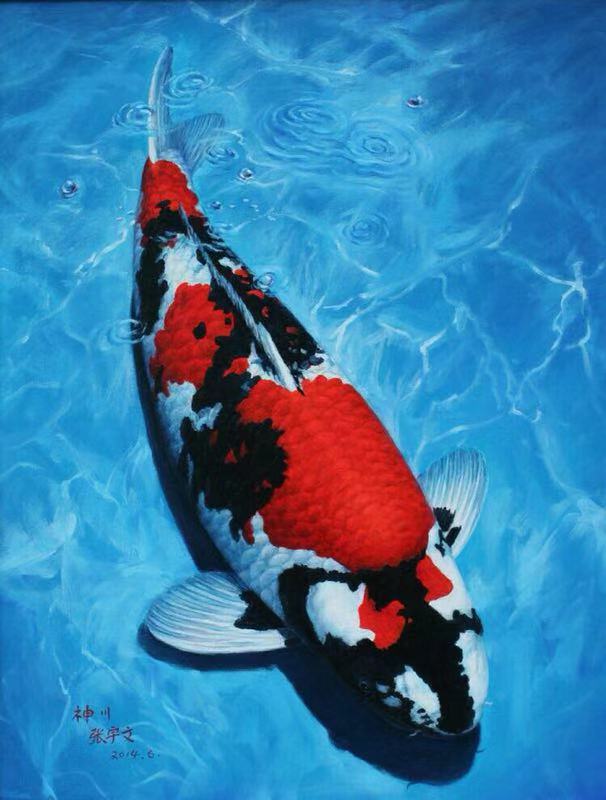 渔友张哥小视频,新鱼缸养锦鲤鱼正确的方法和技巧