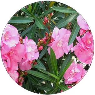 全部金木水火土五行五系植物介绍,五种植物代表五行